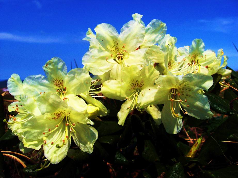 rododendronFori1